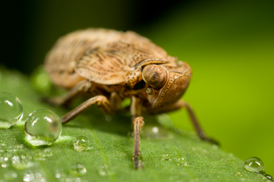 The Importance Of Lighting Well In Macro Photography